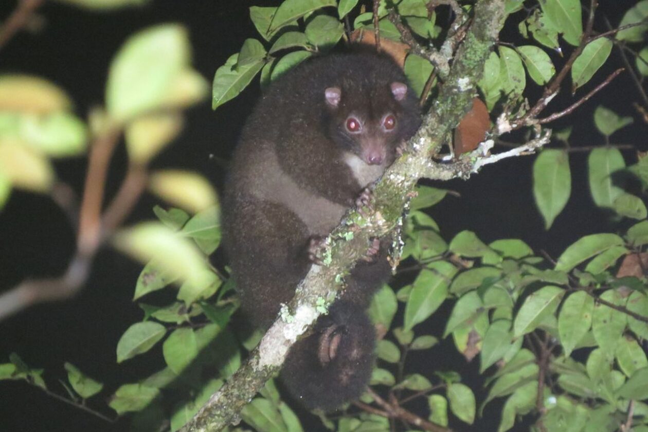 possum černoocasý