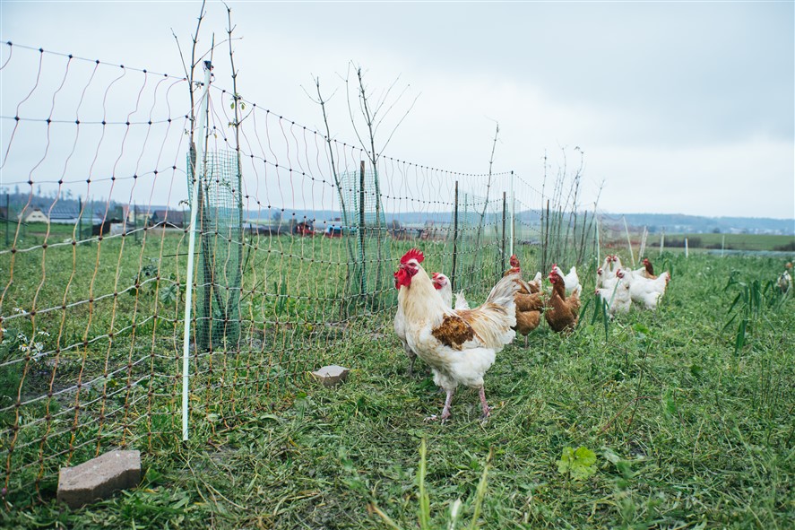 sdílenou péči o půdu