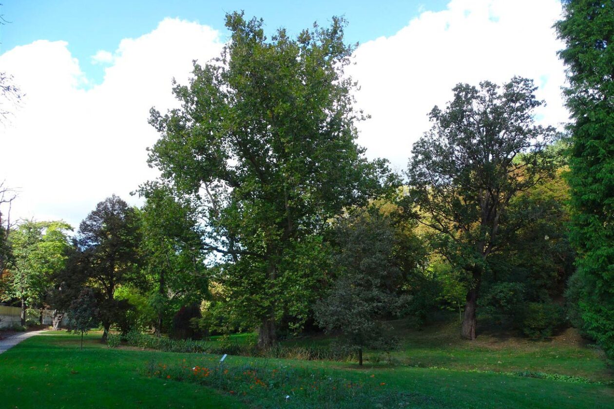 Klimatické stromy pro Prahu