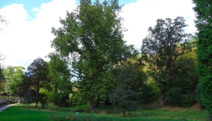 Klimatické stromy pro Prahu