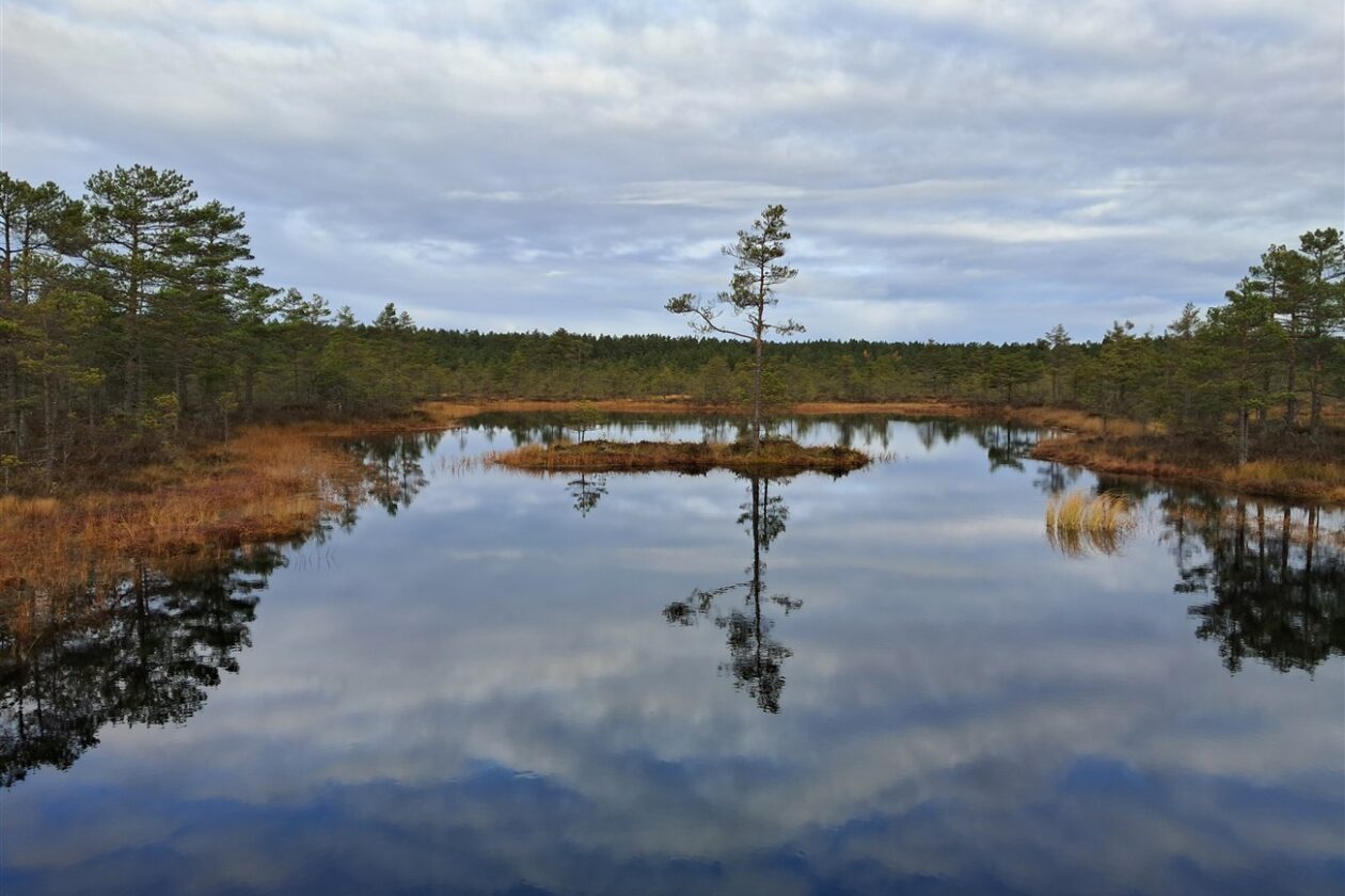 Estonská rašeliniště