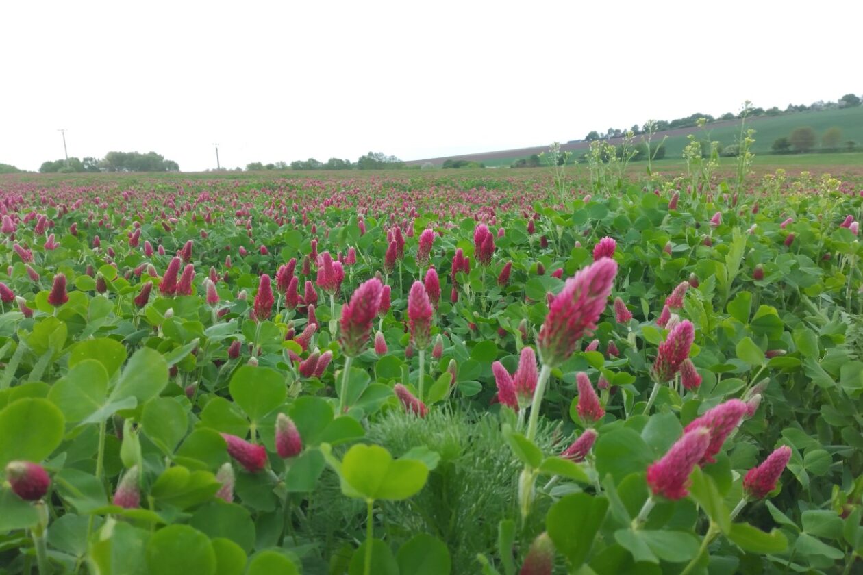 Regenerativní zemědělství