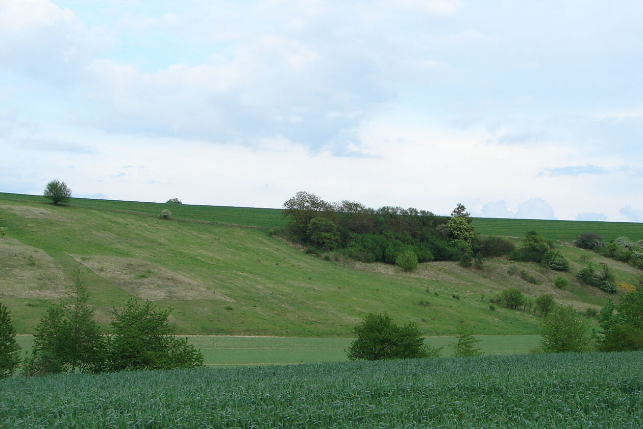 Ždánický les